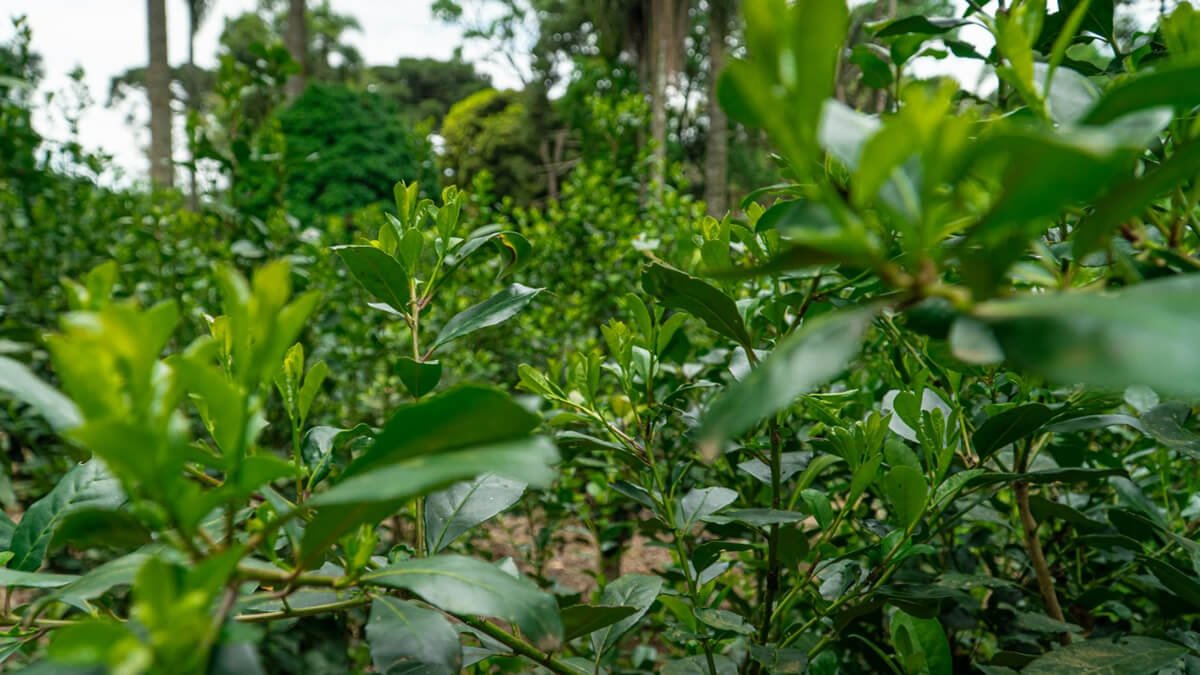 Erva-Mate Tem Cafeína? Descubra os Efeitos do Seu Chimarrão!