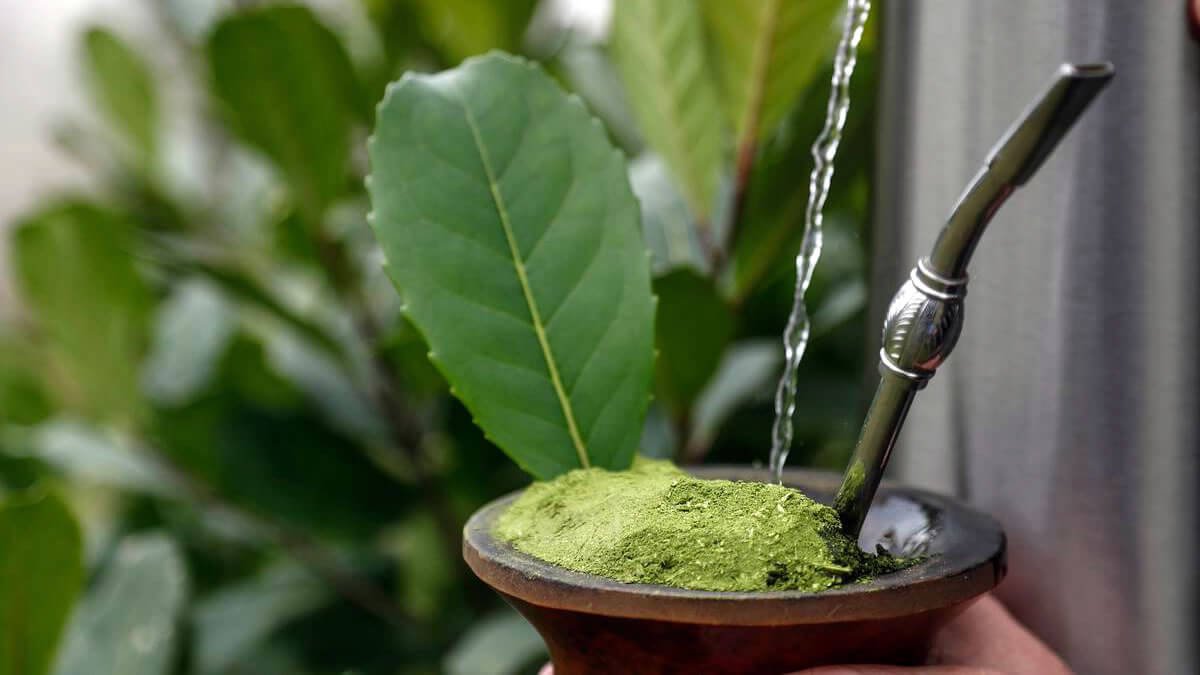 O Que Significa Erva-Mate?